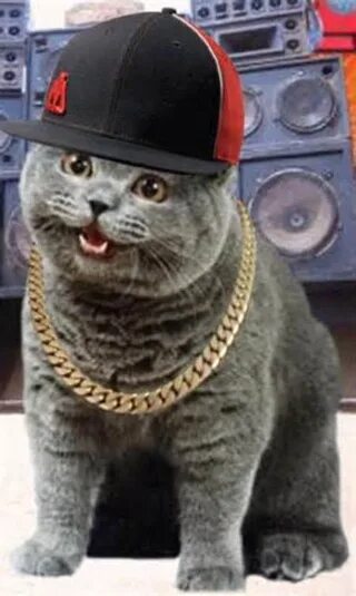 Кот репер. Котик в кепке. кот в фуражке. крутые коты с цепями. британский кот в кепке.