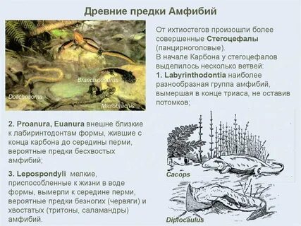 Содержание амфибий