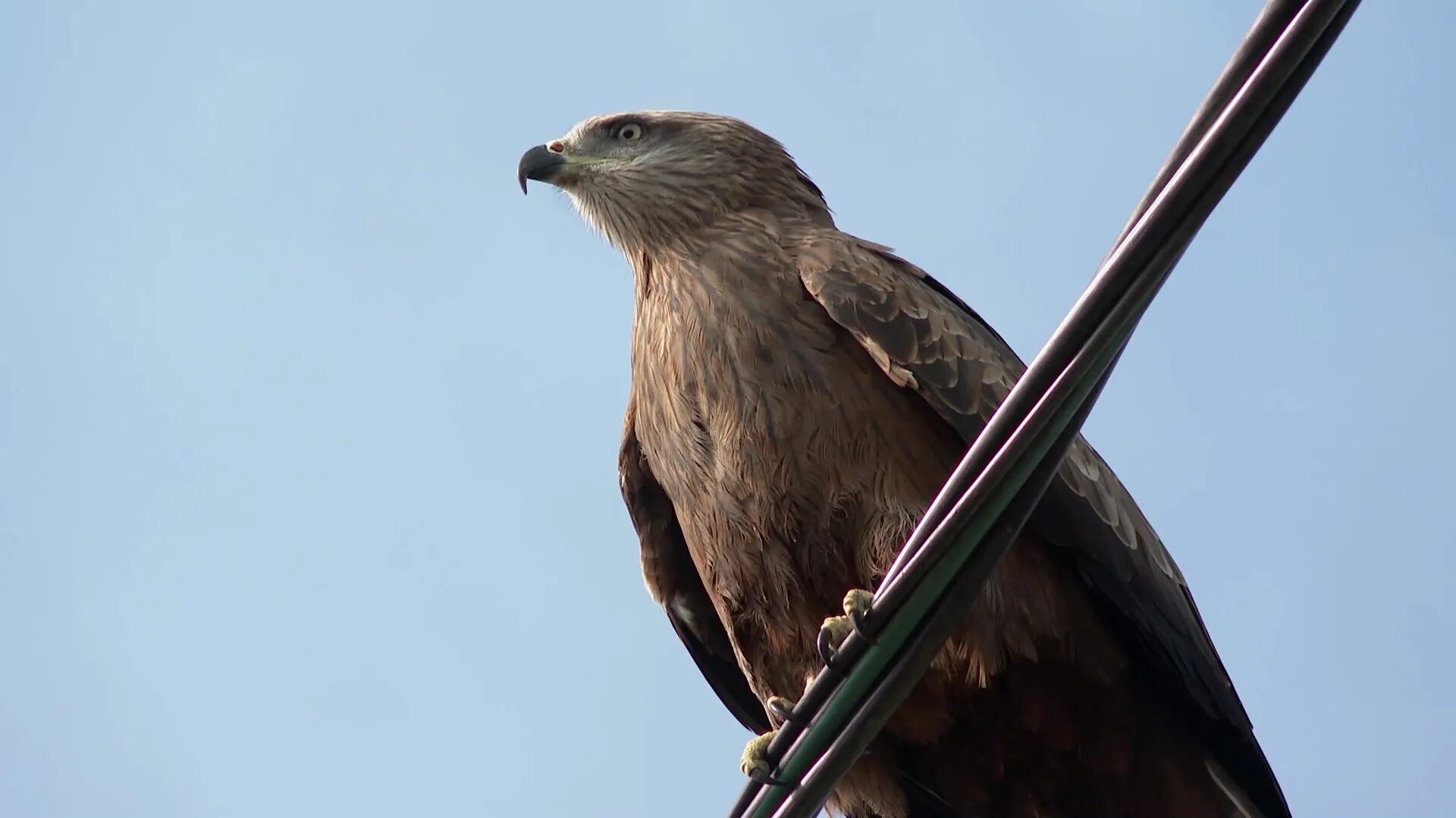 Крылья ps4 genshin impact. Коршуны прилетели к чему. Если у коршуна зубы. Gorou геншин. Яйца коршуна.