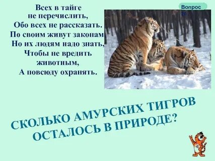 Слоган тайги