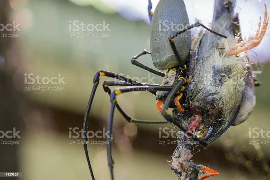 Мышь в паутине. Паук ест птицу. Птицеед голиаф. Паук птицеед на охоте. Паук птицеед питание.