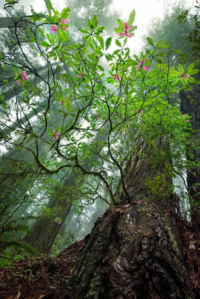 Trees calling