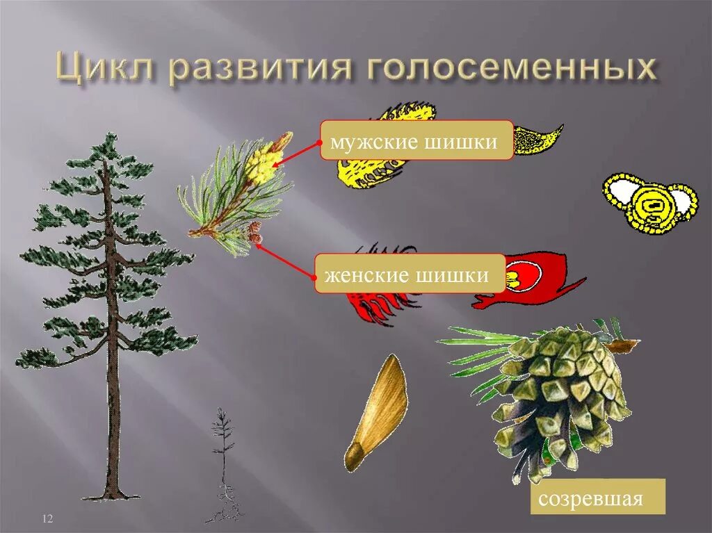 Цикл размножения голосеменных растений. Цикл развития голосеменных растений. Размножение голосеменных растений схема. Цикл покрытосеменных и голосеменных растений. Усложнение организации голосеменных