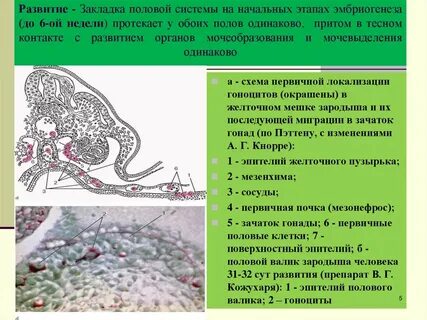 Половая система простейших