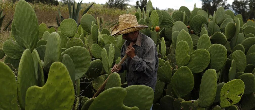 Cactus in a scarf wellerman. Кактус старик. Latin Cactus. Экзаштерн 4 папа Кактус в пустыне супер красивая девушка-. Nopal Cactus massage.