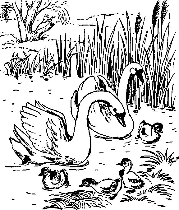 Раскраска лебедь с лебедятами. Раскраска гнездо лебедя. Иллюстрация к стиху Лебедушка. Лебедь картинка раскраска. Гусь и журавль 1 класс литературное чтение