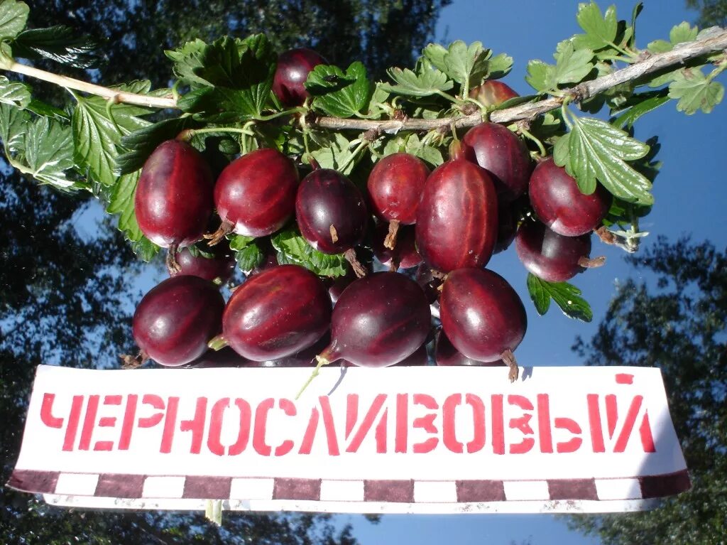 Крыжовник челябинский бесшипный. Крыжовник бесшипный грушенька. Крыжовник сорт «арлекин». Крыжовник черносливовый бесшипный. Крыжовник сорт финик.
