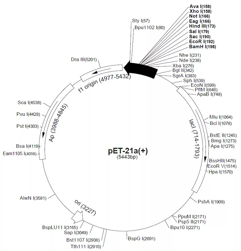 Pet 22. Плазмида Pet 22b +. Pet-22b(+). Pet22 22 распиновка. 21 Pet.