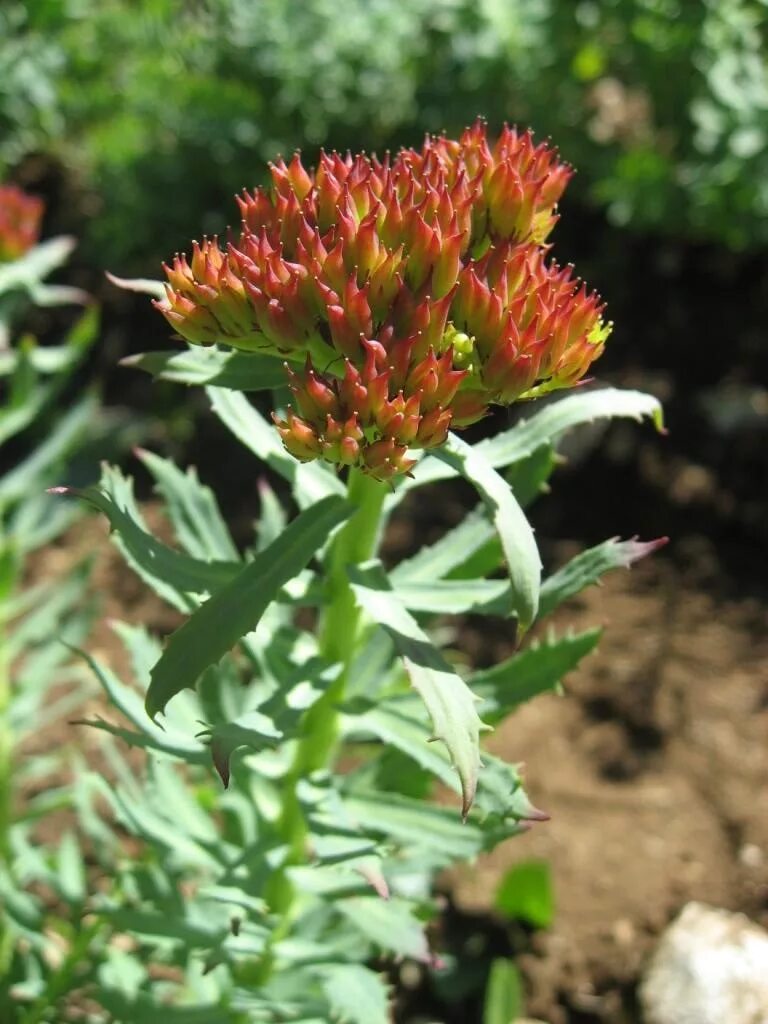 Родиола розовая свойства и противопоказания цена. Родиола розовая Rhodiola rosea. Родиола Камчатская. Родиола розовая Горец. Родиола розовая (Rhodíola rósea).