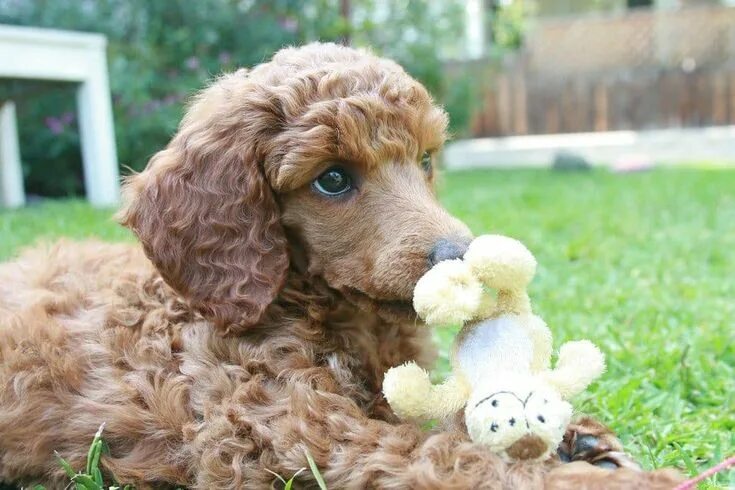6 Allergiker Hunde Rassen für Tierlieber mit Schnupfen - Wohnideen und Dekoratio
