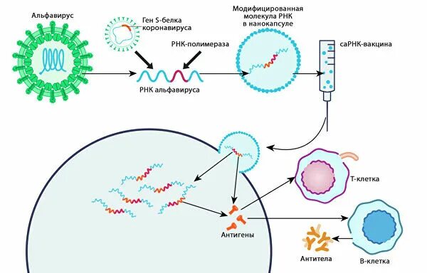 Механизм вакцин. Схема действия РНК вакцины. Вакцины на основе матричной РНК. Механизм МРНК вакцины. Механизм действия РНК вакцин.