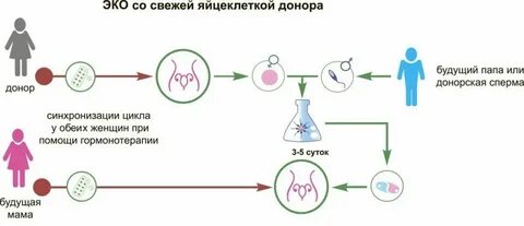 Донорство яйцеклетки екатеринбург