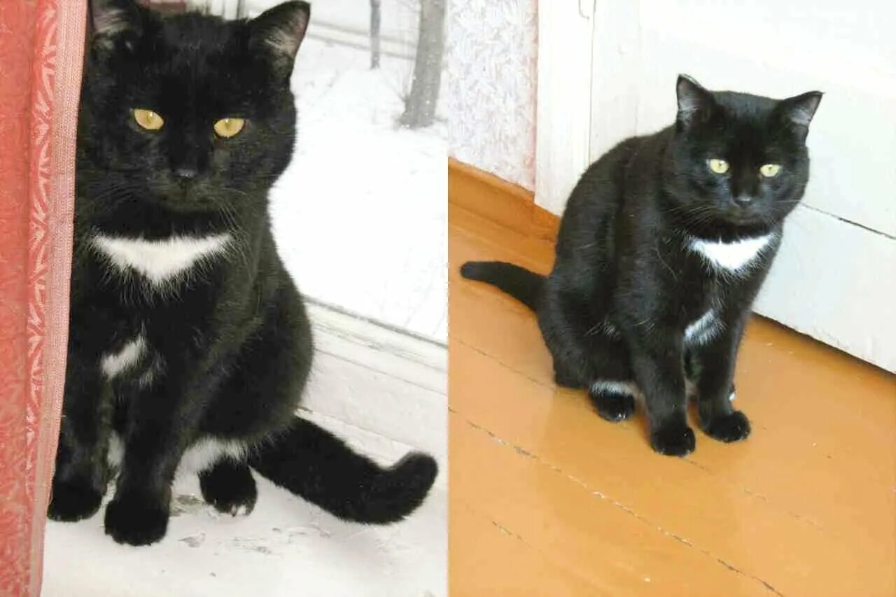 Бомбейская кошка с белой грудкой и лапками. Бомбейская кошка с белой грудкой. Порода кошек Бомбейская черная с белой грудкой. Бомбейская чёрная кошка с белой грудкой. Белый галстук у черного кота 7 букв