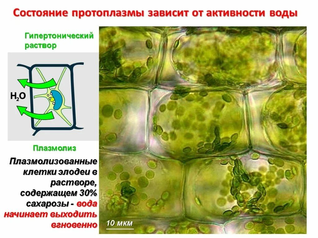 Движение цитоплазмы в листе элодеи. Движение цитоплазмы в листе элодеи
