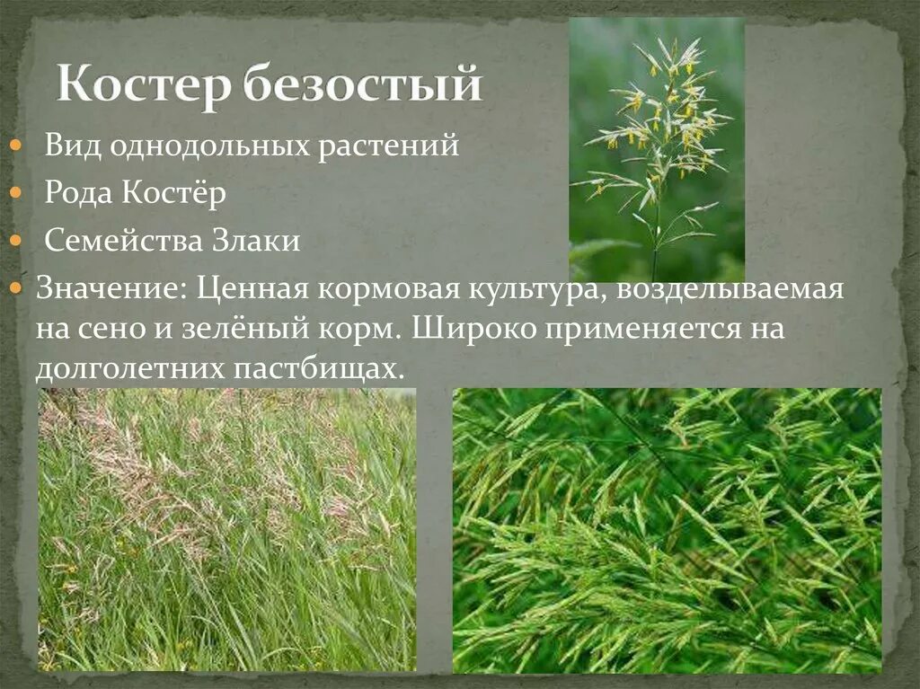 Кострец (костер) безостый. Кострец безостый. Кострец безостый bromus inermis. Кострец безостый семена. Костер безостый луговой.
