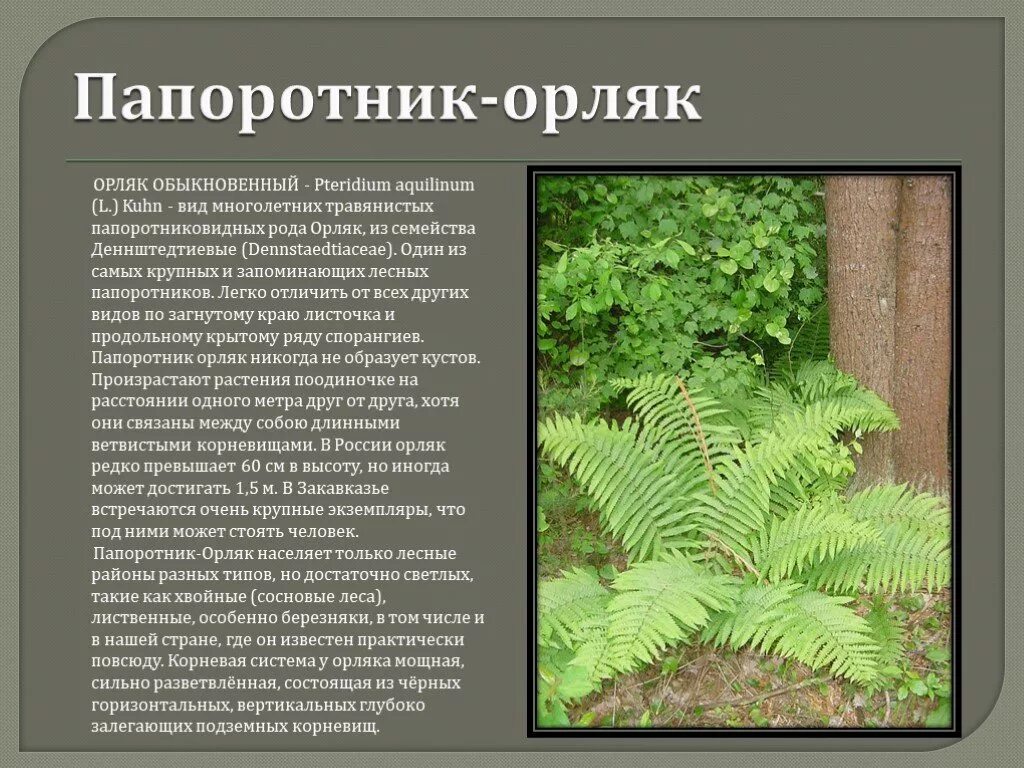 Орляк покрытосеменные или голосеменные. Папоротник орляк обыкновенный. растение папоротник орляк. папоротник орляк описание. папоротник орляк полезен.