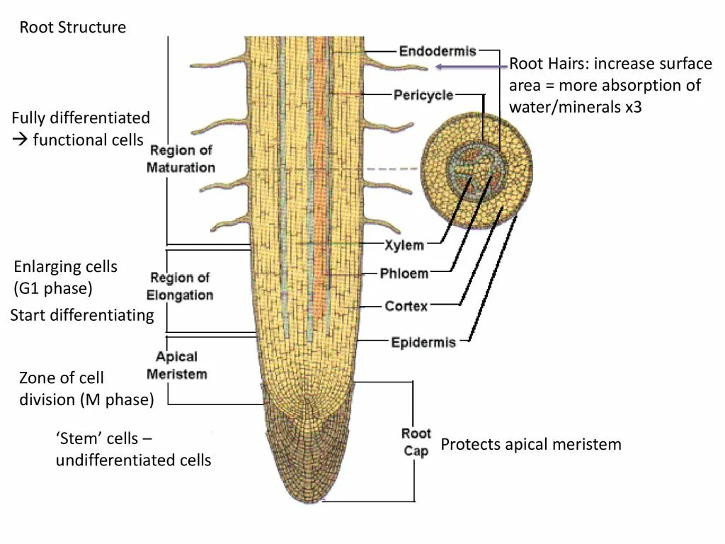 Internal root. Root structure. internal structure of the root. the structure of the root zones. root zones.