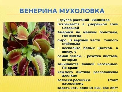 Сообщение о группе растений