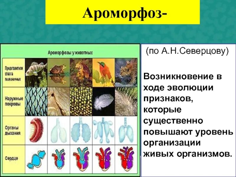 Уровень организации пресмыкающихся. Ароморфозы живых организмов. Ароморфозы животных. Ароморфоз примеры. Основные ароморфозы в эволюции многоклеточных.