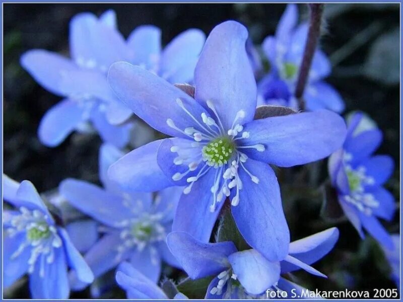 Голубой перелеской. Голубые перелески цветы. Весенние цветы голубые перелески. Перелеска цветок. Перелеска синяя цветок.