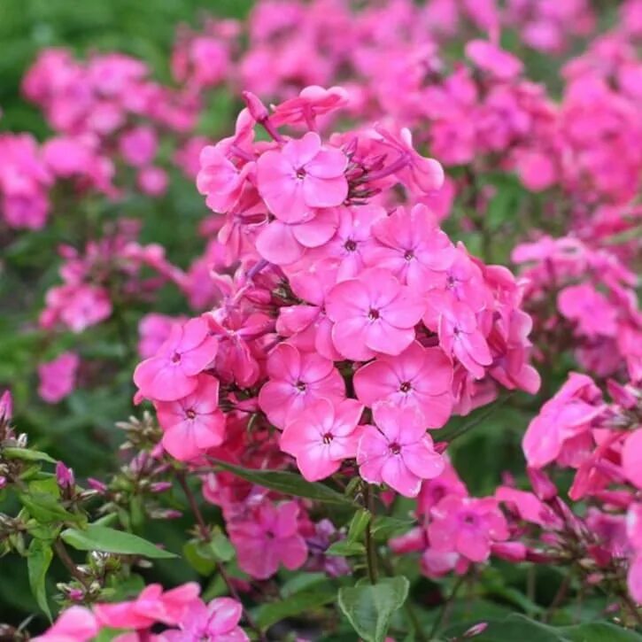 Флокс Rijnstroom. Флокс метельчатый розовый. Phlox paniculata Rijnstroom. Флокс paniculata rowie. Флокс европа