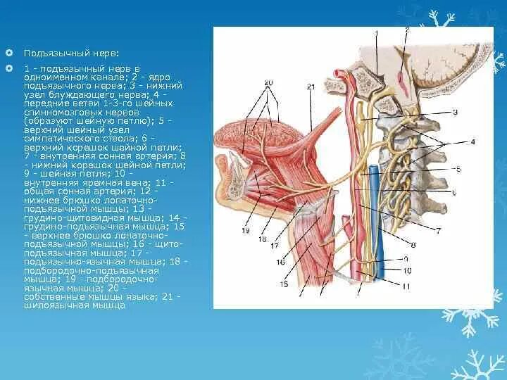 Подъязычный нерв анатомия схема. Подъязычный нерв и шейная петля. Подъязычный черепно мозговой нерв. Ветви подъязычного нерва анатомия. Поражение подъязычного нерва