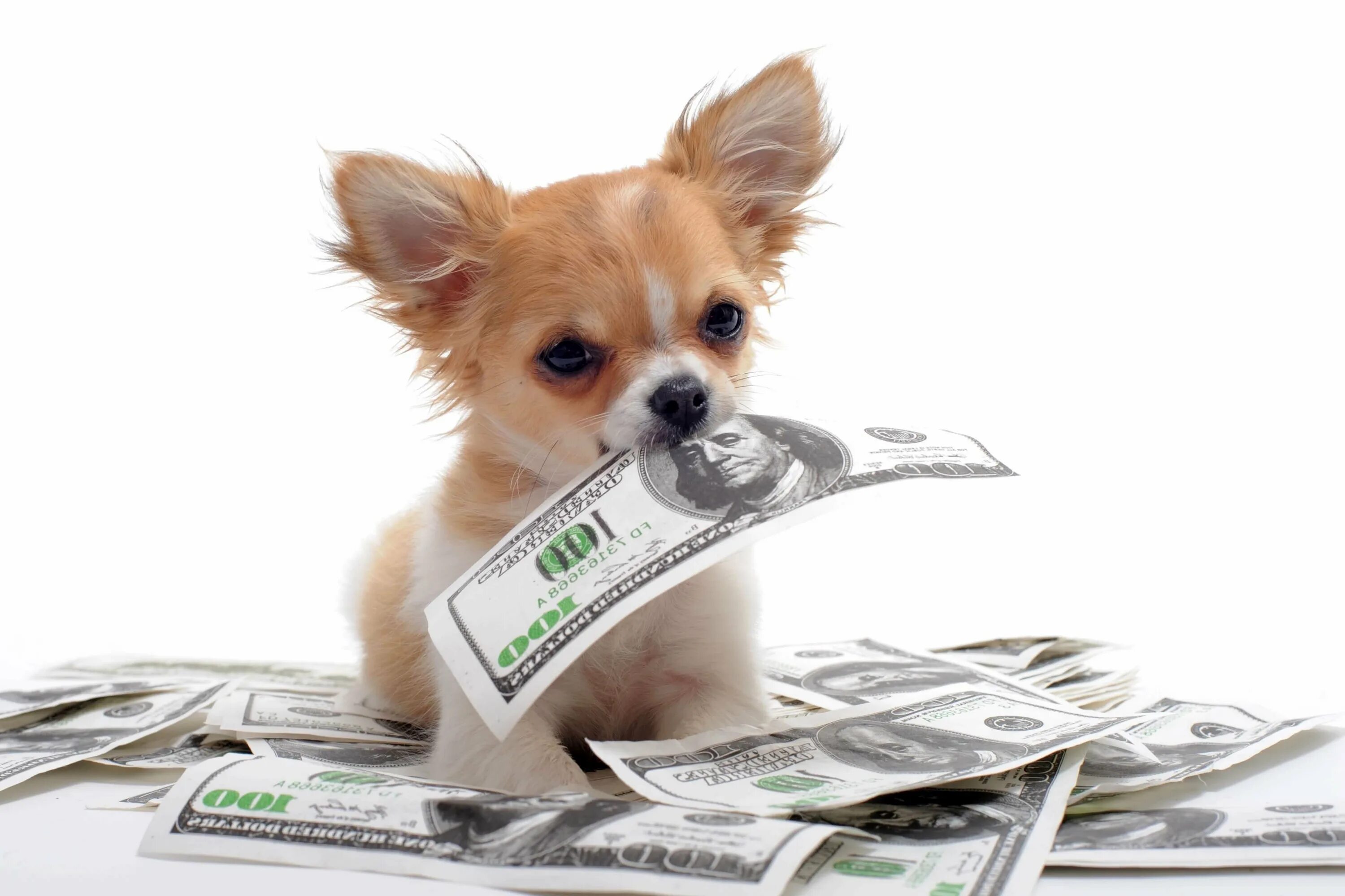 Животные с деньгами. Щенок с деньгами. Собака на фоне денег. Купюры с собаками. Money pet