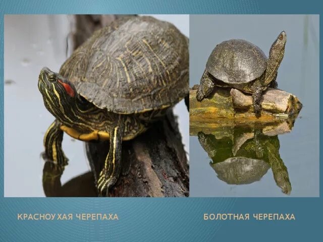 Красноухая Болотная черепаха. Европейская Болотная черепаха самка и самец. Красноухая черепаха Эволюция. Болотная черепаха и красноухая различия.