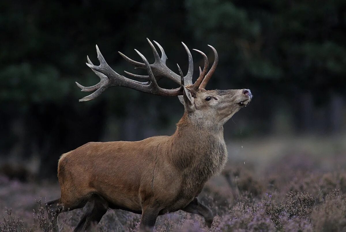 Маралы горный алтай. Благородный олень изюбрь. Благородный олень изюбрь. Благородный олень марал. Бухарский благородный олень.