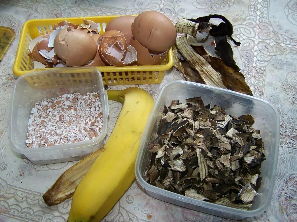 Подкормка из кожуры банана для рассады. Удобрение из банановых шкурок для комнатных цветов. удобрение из банановой кожуры. удобрение из банановой кожуры для комнатных растений. банановые шкурки для удобрения комнатных.