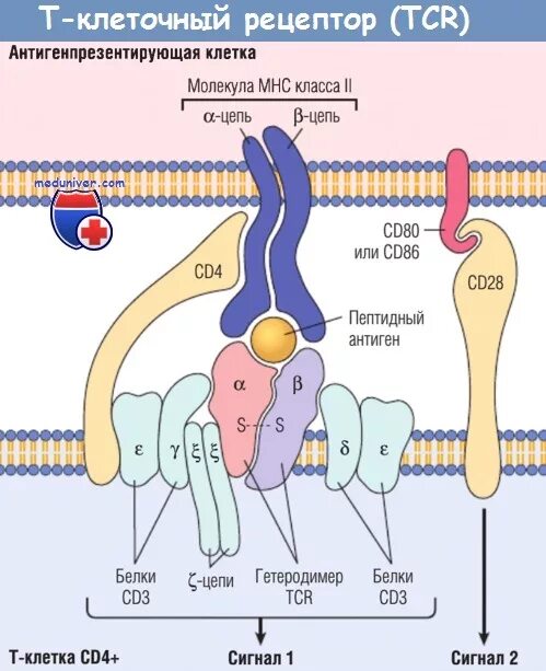 Рецептор клеток иммунной системы. Рецептор клеток иммунной системы. Строение и функции рецепторов клеток врожденного иммунитета. Типы регуляторных т-клеток. Толл подобные рецепторы иммунология.