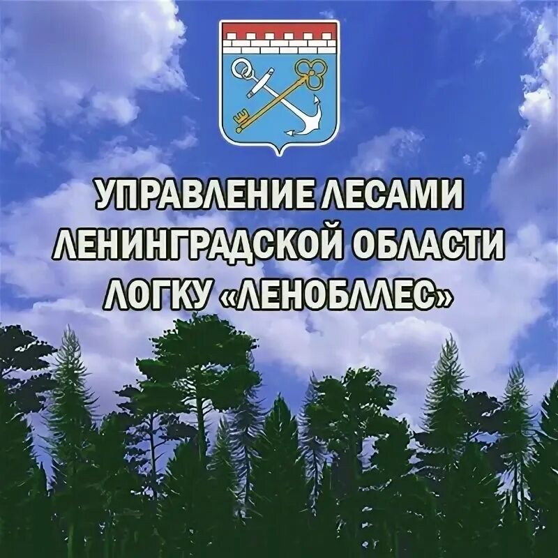 Ленинградское областное государственное казенное учреждение. Управление лесами Ленинградской области. ЛОГКУ Ленобллес. ЛОГКУ управление лесами Ленинградской области.