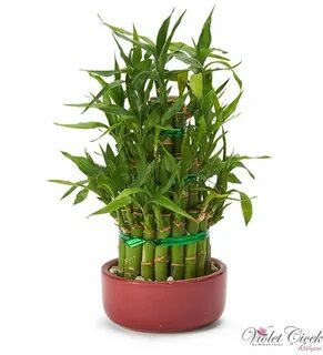 Bambu lab a1