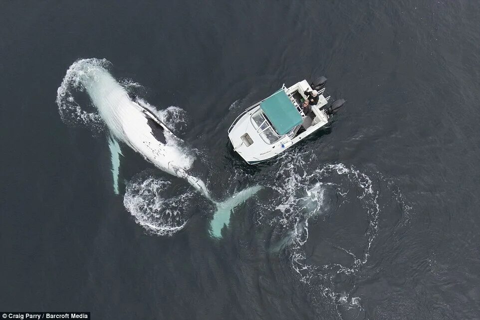 Horrifying pics show 39ft whale crushed to death and dragged across the ocean on