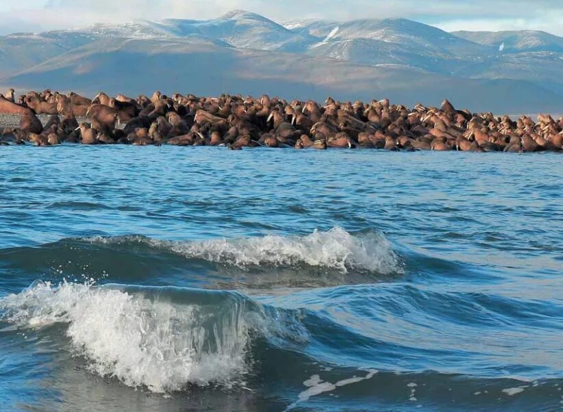 Остров Врангеля. Остров Врангеля в Чукотском море. Врангель море. «Остров Врангеля» (заповедник «остров Врангеля»);. Природное морское образование