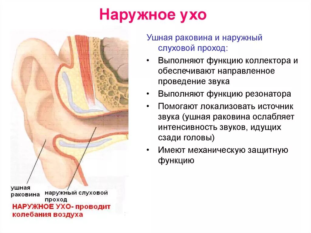 Характеристика уха человека. Функции наружного слухового прохода кратко. Строение наружного уха человека функции. Наружное ухо строение и функции анатомия. Ушная раковина наружного уха особенности строения.