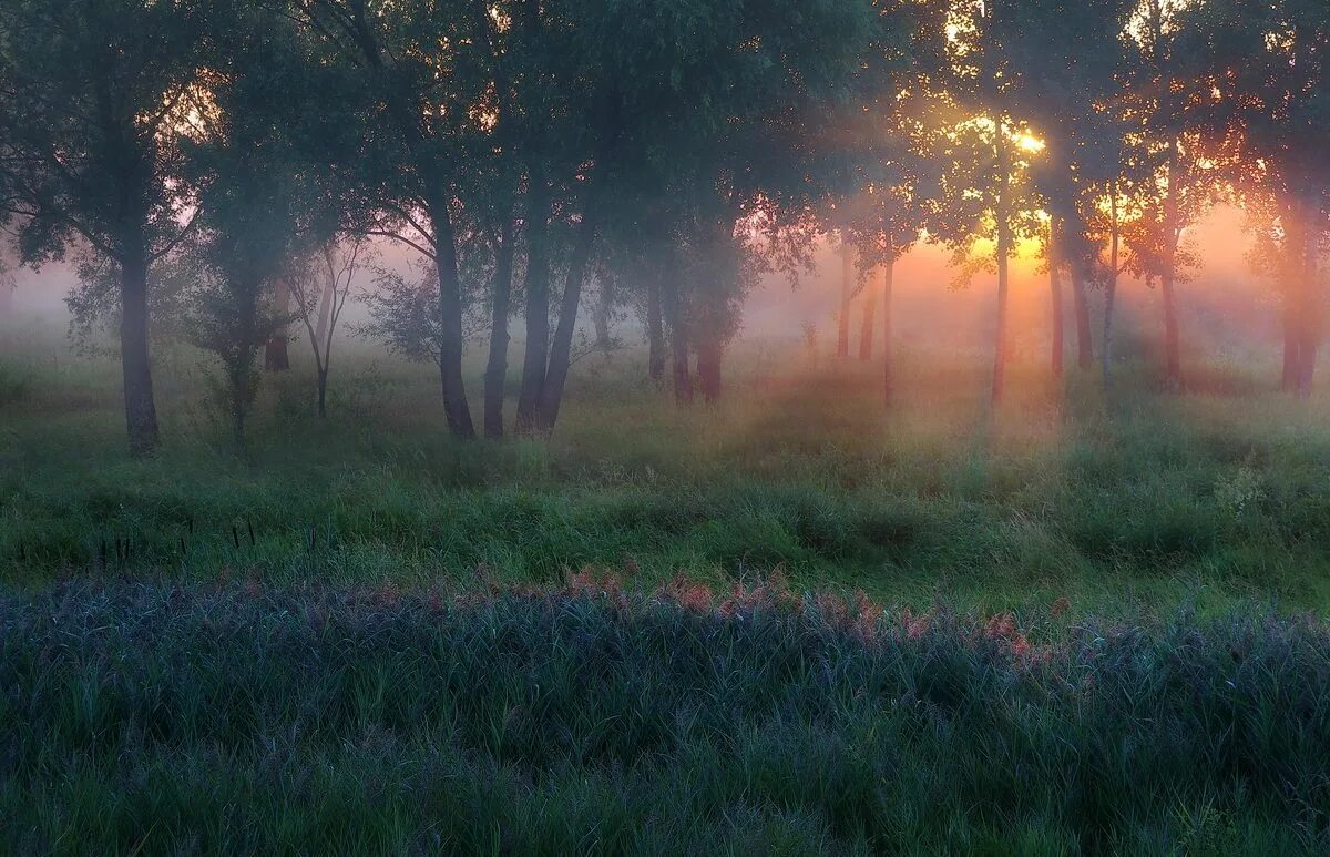 Лес туман лето. Рассвет туман. Утренний лес. Туманное утро в саду. Утренний туман в лесу.