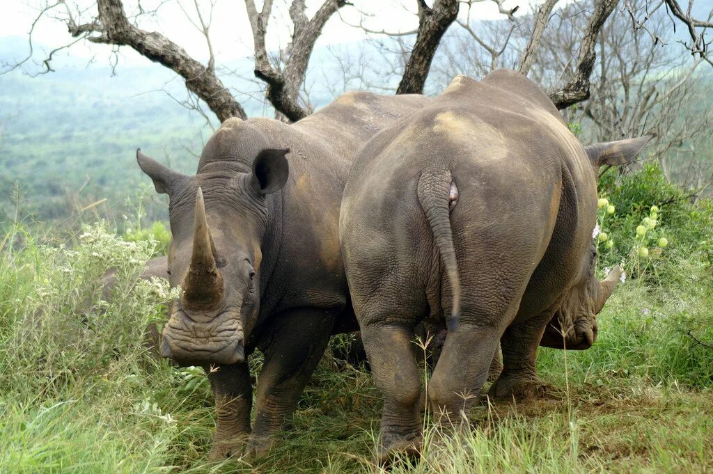 Носорог это какое животное. Чёрный носорог и белый носорог. Самка белого носорога. Носорог в саванне. Травоядные животные саванны.