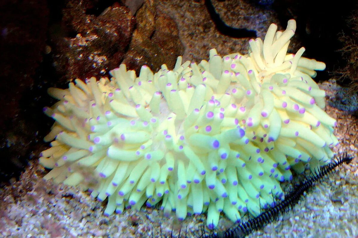 Актинии морские анемоны. Коралл актиния. Актиния гетерактис малу.