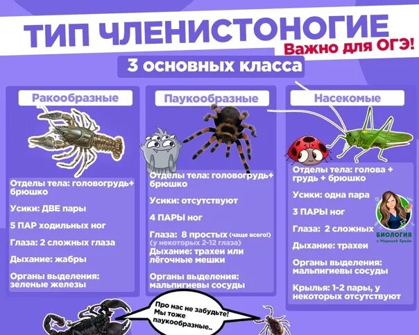 Признаки типа членистоногие. Тип членистоногие таблица. классификация животных членистоногие. таблица по биологии тип членистоногие. членистоногие шпаргалка.