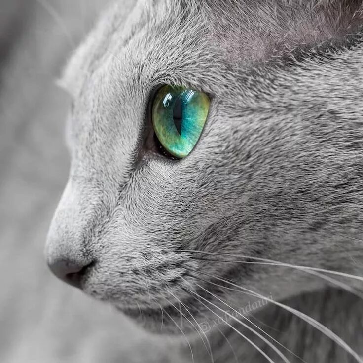 Cats With Blue Eyes Cat with blue eyes, Cats, Persian cat white