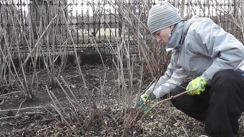 Когда лучше обрезать гортензию