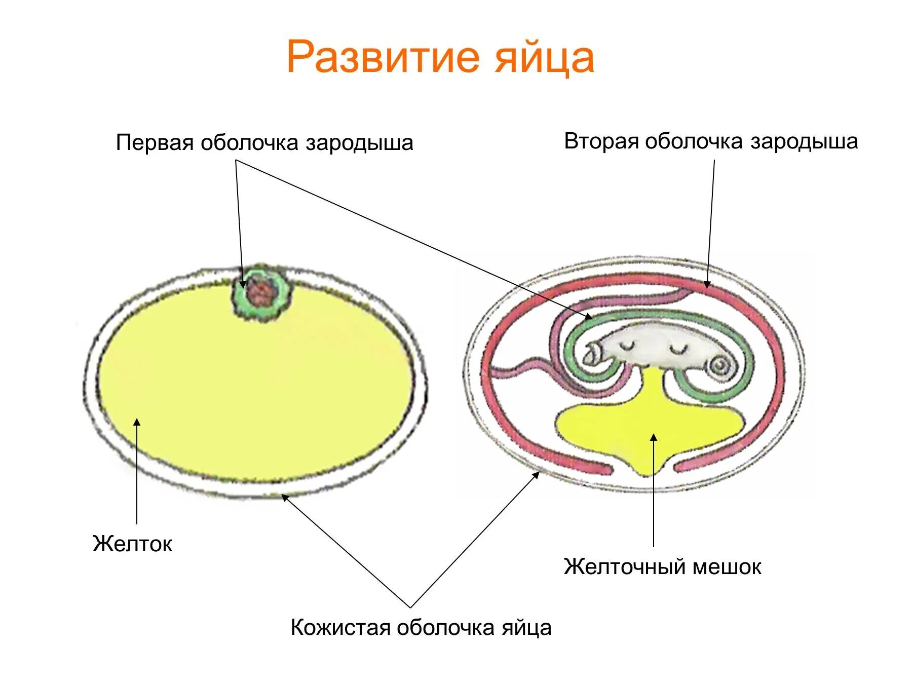 Кожистая оболочка яиц пресмыкающихся. Зародышевые оболочки яйца рептилий. Строение амниотического яйца рептилий. Зародышевые оболочки эмбриона. Яйцо рептилии схема.