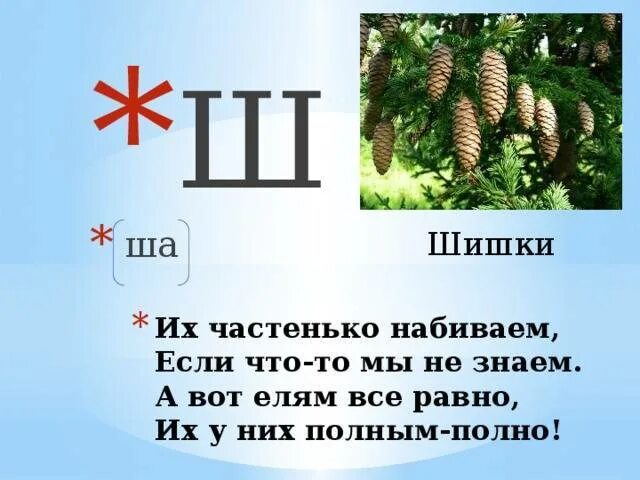 Слово из 5 букв ш а б. Стих про шишку. Загадка про шишку. Загадки про шишки для детей. Стихи про шишки.