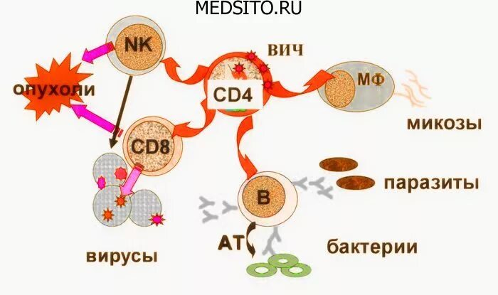 Белки вич. Клетки мишени для ВИЧ. Органы мишени ВИЧ. Клетки-мишени для ВИЧ В организме человека:. Клетки мишени при СПИДЕ.