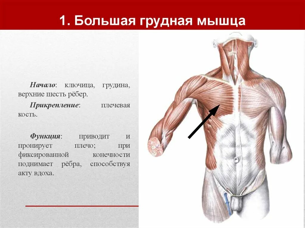 К чему крепятся мышцы. Большая грудная мышца m. pectoralis Major. Грудино реберная часть большой грудной мышцы. Места крепления грудной мышцы. Большая грудная мышца Ключичная часть функции.