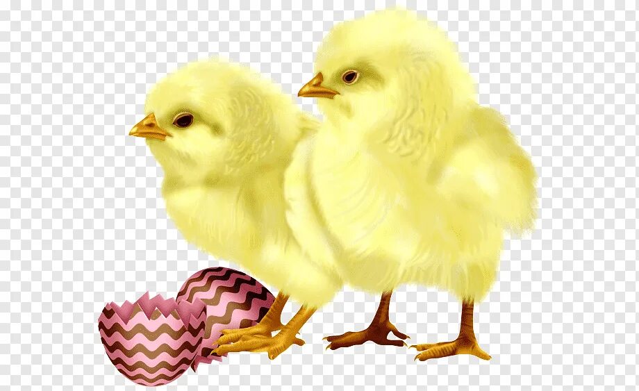 Chick s. Цыплёнок. Цыпленок без фона. Маленькие цыплята прозрачный фон. Цыпленок ПСД.