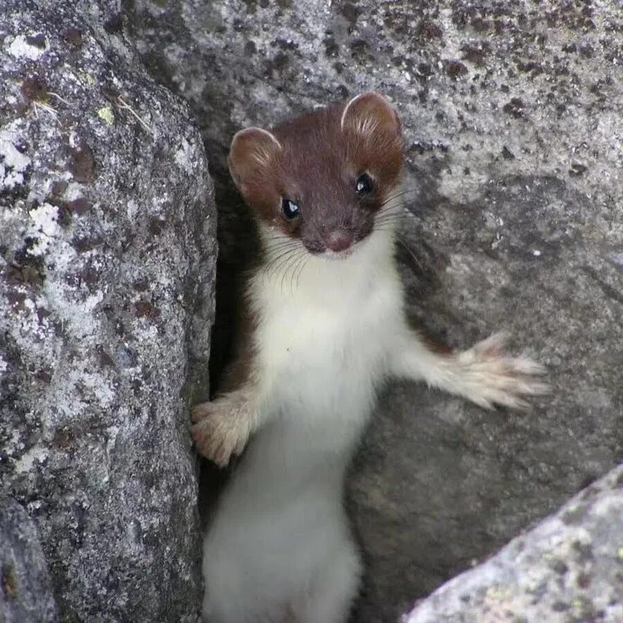 Известно что горностай хищное. Mustela nivalis. Ласка животное фото. Солонгой Забайкальский. Ласка (Mustela nivalis) 2023.