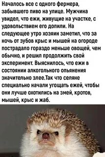 Как вызвать пьяного ежика доброго