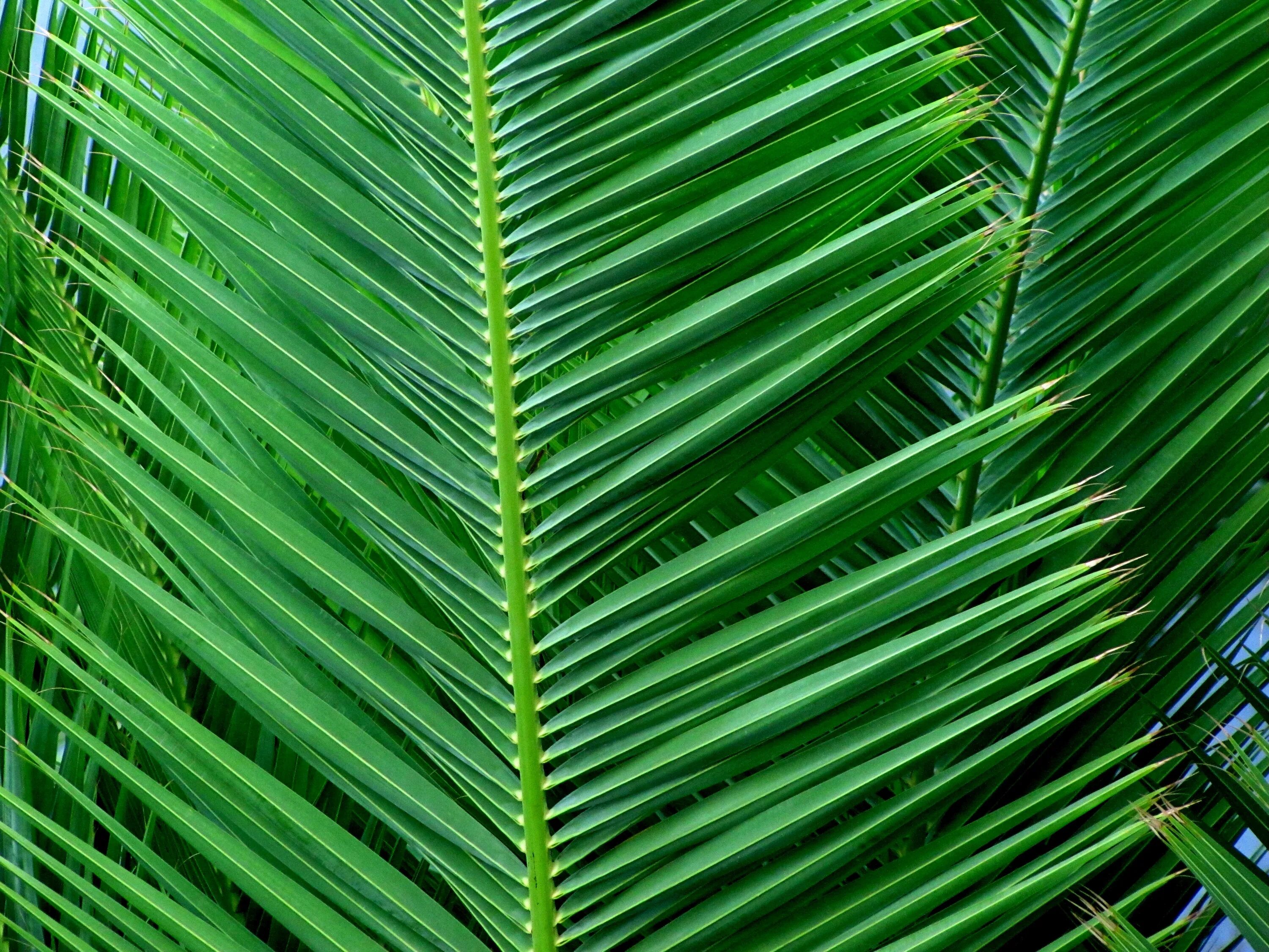 Тропические листья на темном фоне. Palm Leaf texture. Как выглядит пальмовый лист. Лист пальмы 20 метров.